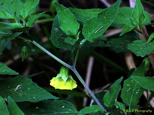 {Physalis virginiana}